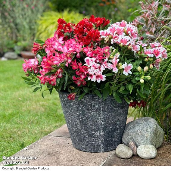 Alstroemeria 'Pink Passion'