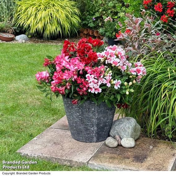 Alstroemeria 'Pink Passion'