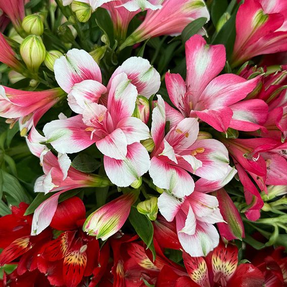 Alstroemeria 'Pink Passion'