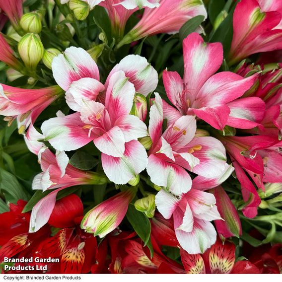 Alstroemeria 'Pink Passion'