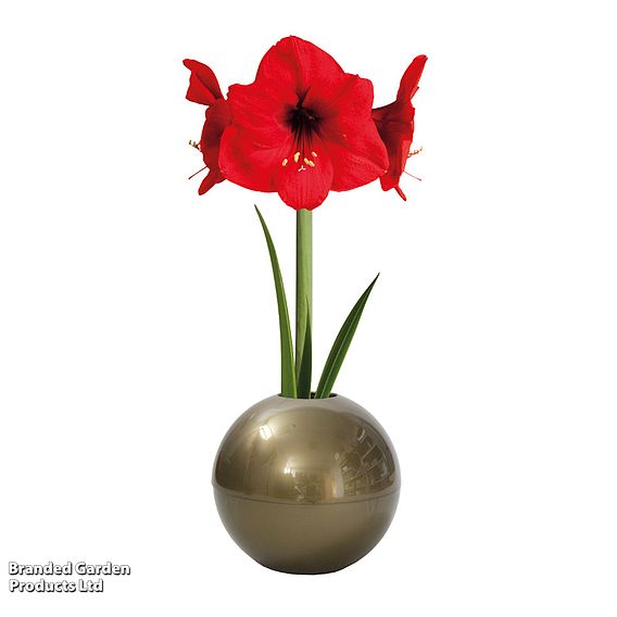 Amaryllis in Globe - Gift