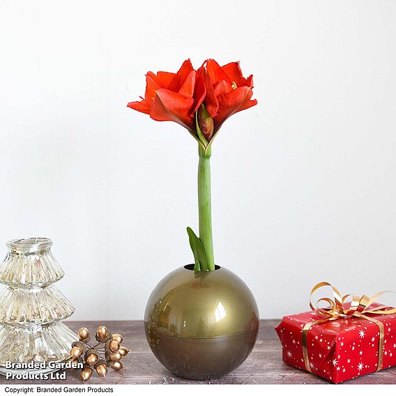 Amaryllis in Globe - Gift