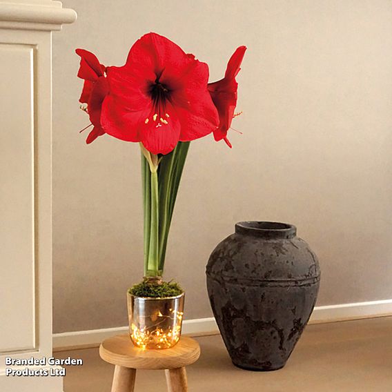 Amaryllis in LED Pot - Gift