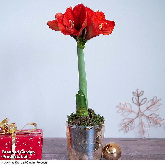 Amaryllis in LED Pot - Gift