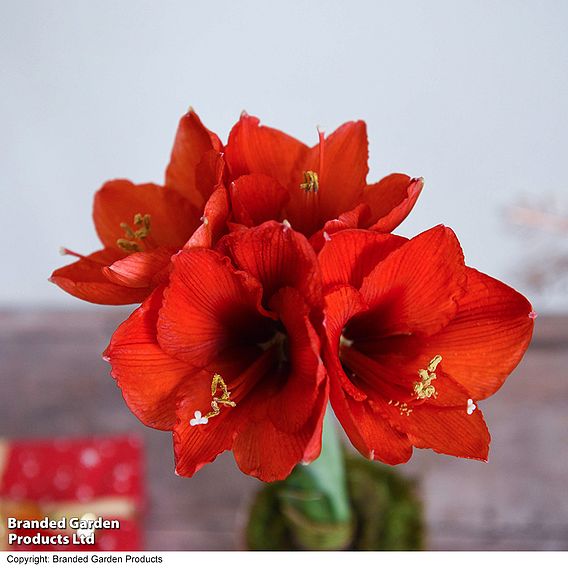 Amaryllis in LED Pot - Gift