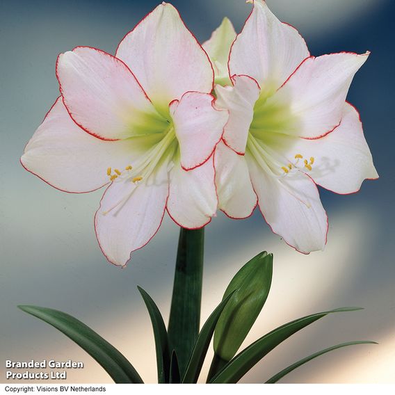 Amaryllis Trio