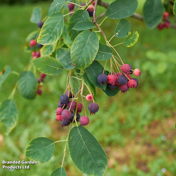 Amelanchier canadensis