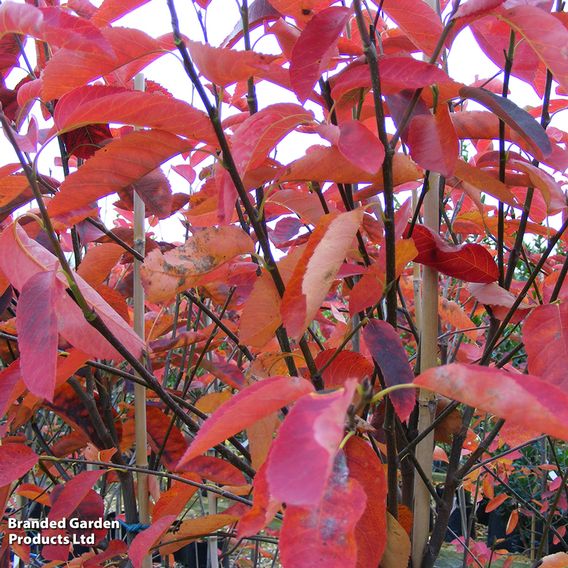 Amelanchier canadensis