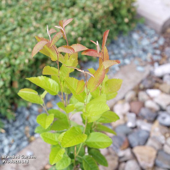 Amelanchier 'Rainbow Pillar'