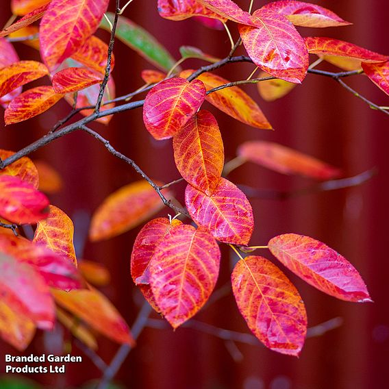 Amelanchier 'Rainbow Pillar'