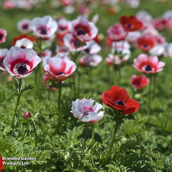 Anemone Rainbow Collection