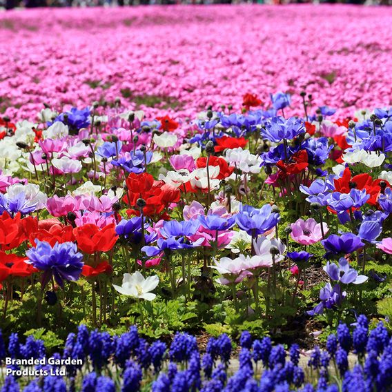 Summer Saver Bulb Collection