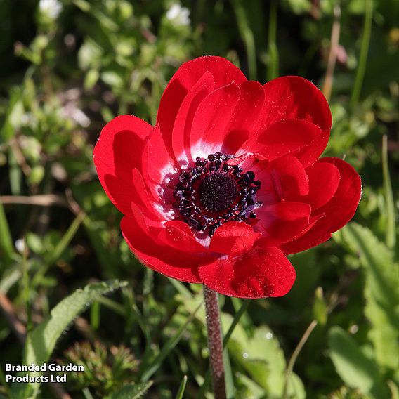 Anemone Rainbow Collection