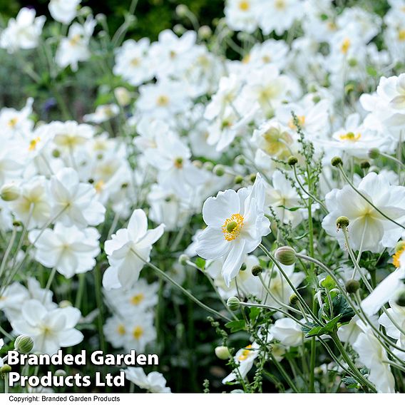 Anemone x hybrida 'Honorine Jobert'