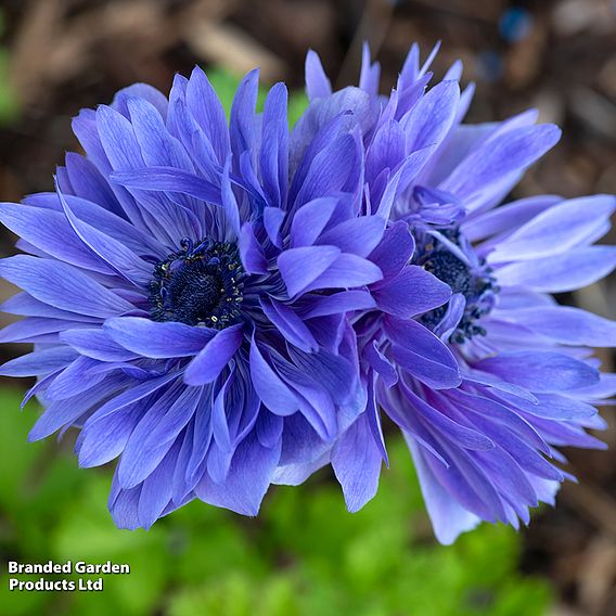 Anemone coronaria 'Lord Lieutenant'