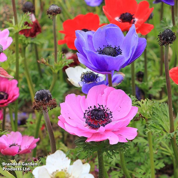 Anemone Rainbow Collection