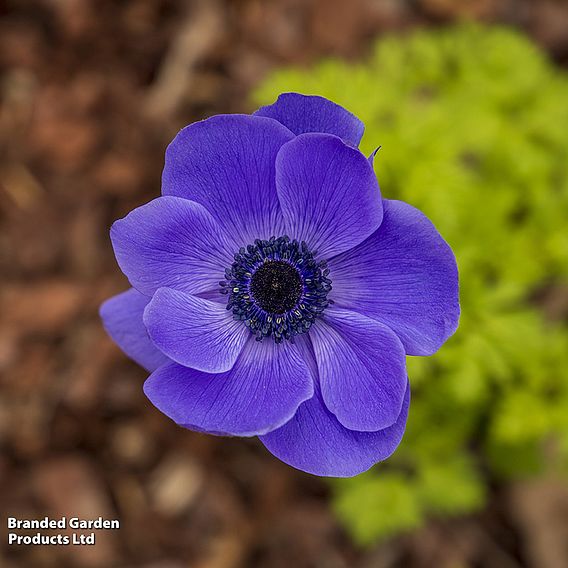 Anemone Rainbow Collection