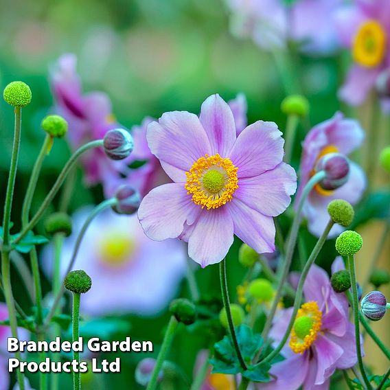 Anemone hupehensis 'Praecox'