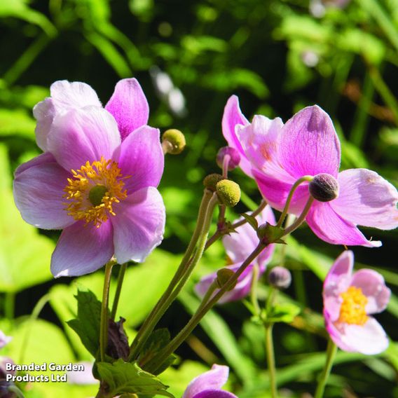 Anemone x hybrida 'September Charm'