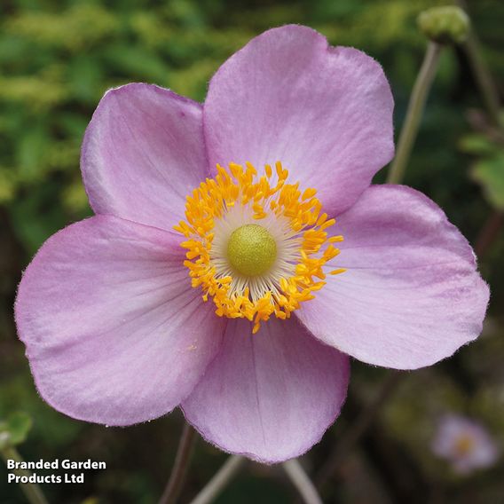 Anemone x hybrida 'September Charm'