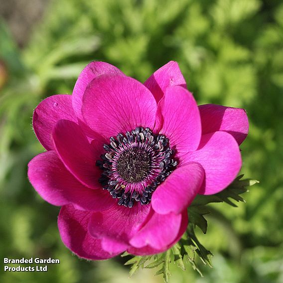 Anemone Rainbow Collection