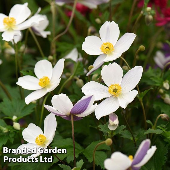 Anemone 'Wild Swan'