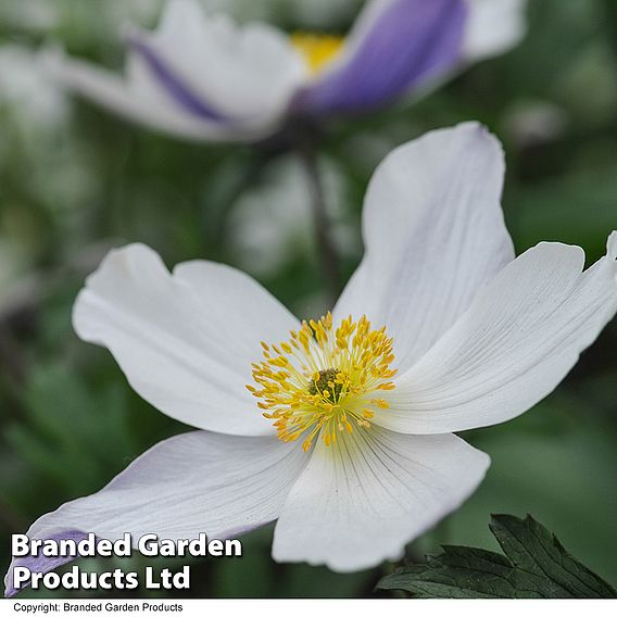 Anemone 'Wild Swan'