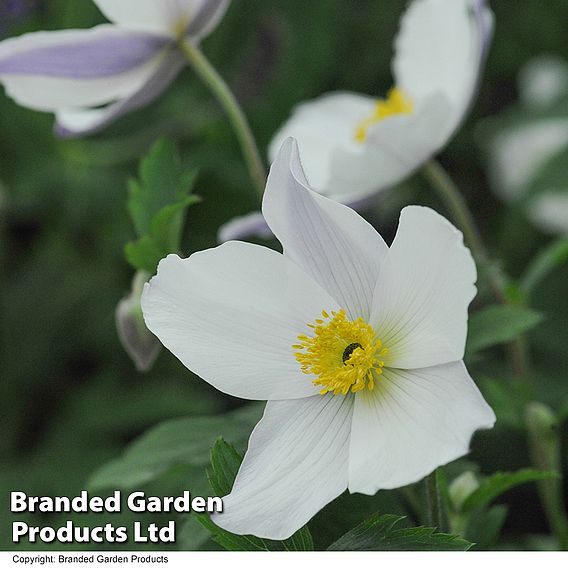 Anemone 'Wild Swan'