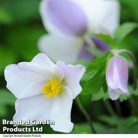 Anemone 'Wild Swan'