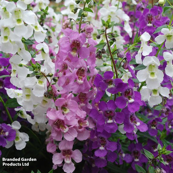 Angelonia 'Serena Mix'