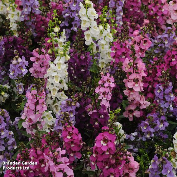 Angelonia 'Serena Mix'