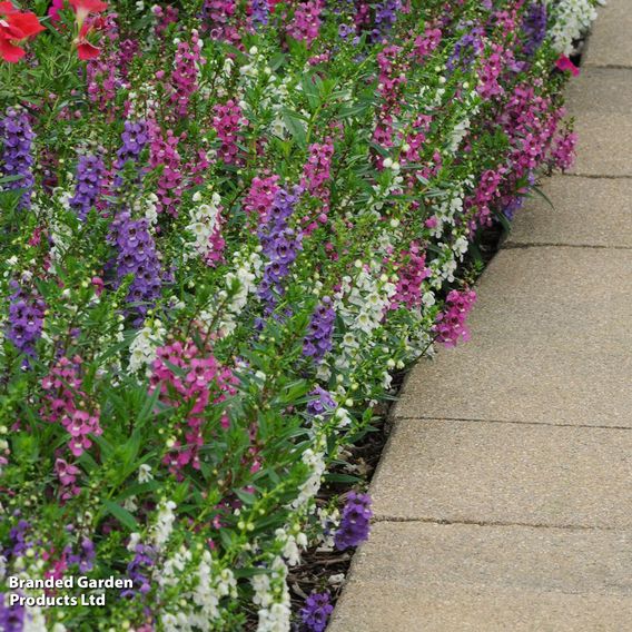 Angelonia 'Serena Mix'