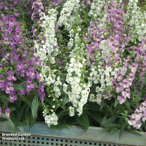 Angelonia 'Serena Mix'