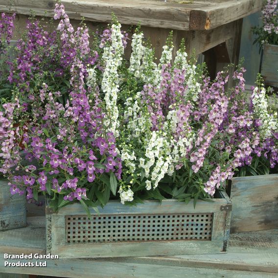 Angelonia 'Serena Mix'