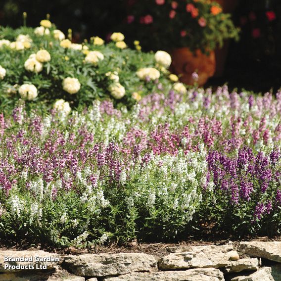 Angelonia 'Serena Mix'