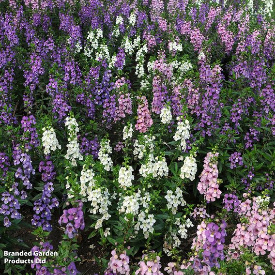 Angelonia 'Serena Mix'