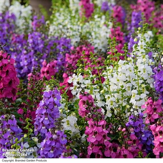 Angelonia 'Serena Mix'