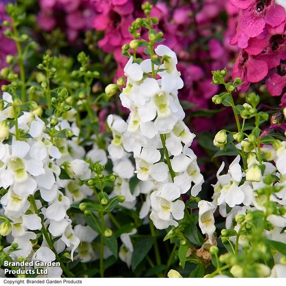 Angelonia 'Serena Mix'