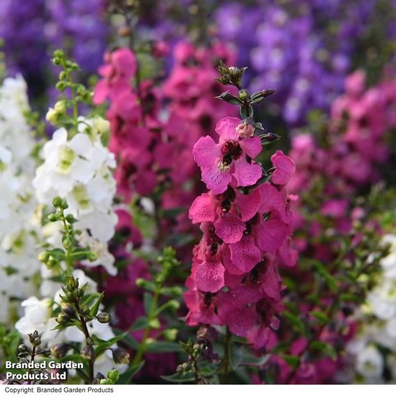 Angelonia 'Serena Mix'