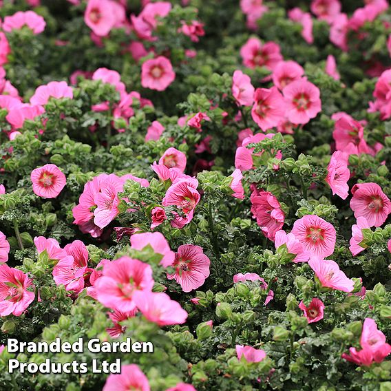 Anisodontea 'Elegans Princess'