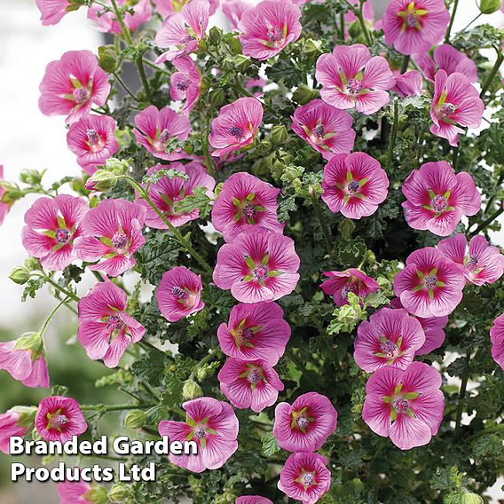 Anisodontea 'Elegans Princess'