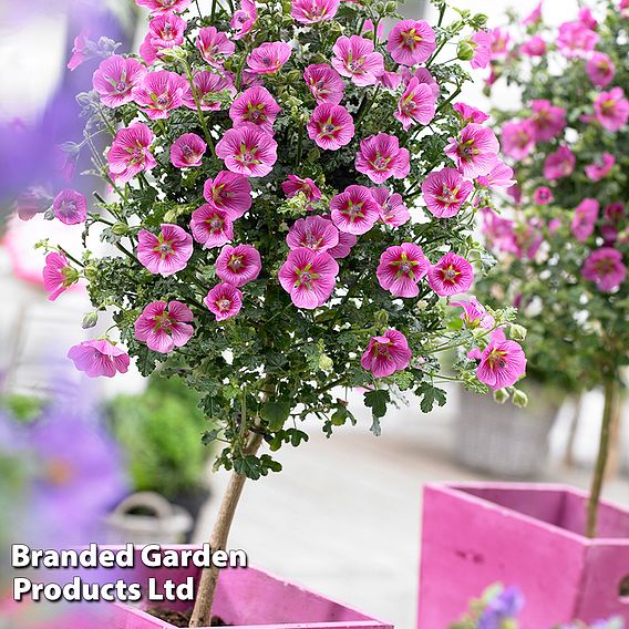 Anisodontea 'Elegans Princess'