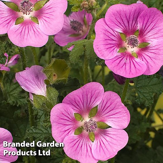 Anisodontea 'Elegans Princess'