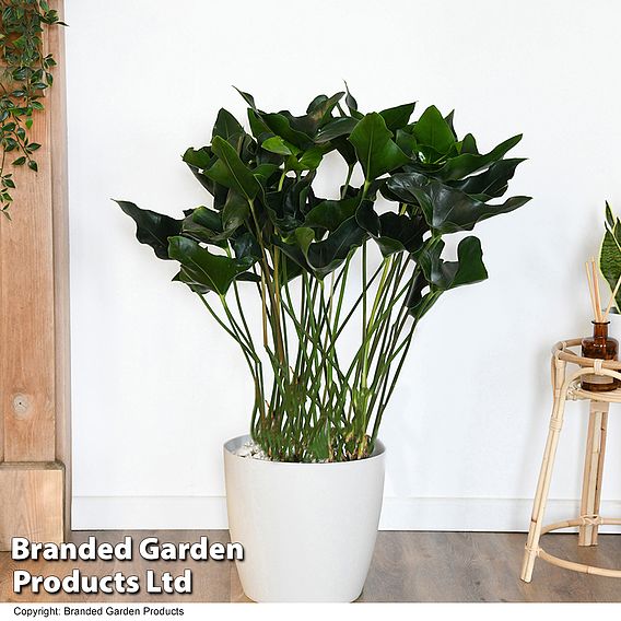 Anthurium 'Arrow' in hydro pot