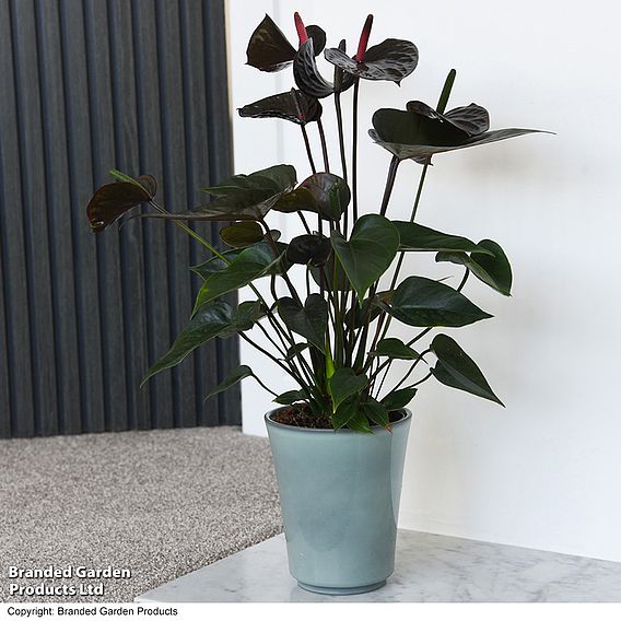 Anthurium 'Black Love'