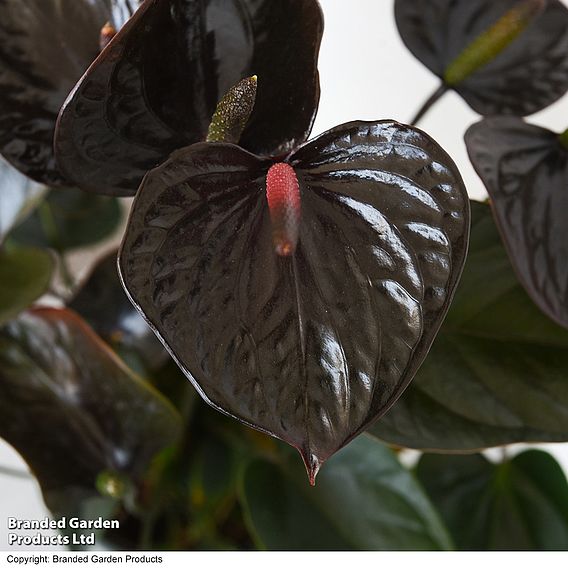 Anthurium 'Black Love' - Gift