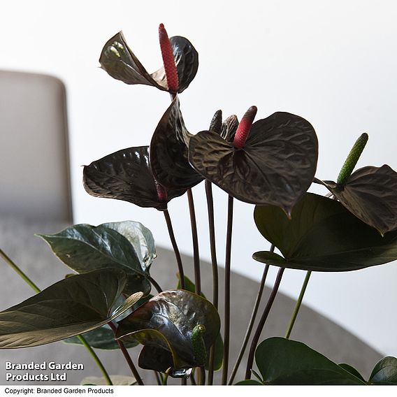 Anthurium 'Black Love' - Gift