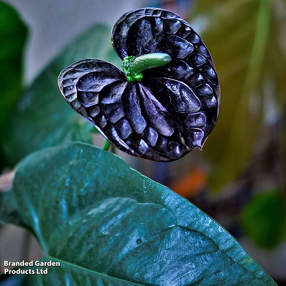 Anthurium 'Black Love' - Gift