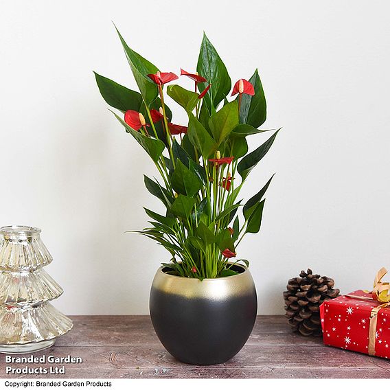 Anthurium 'Million Flower'