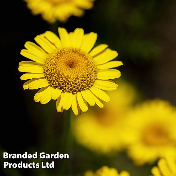 Anthemis tinctoria 'Kelwayi'